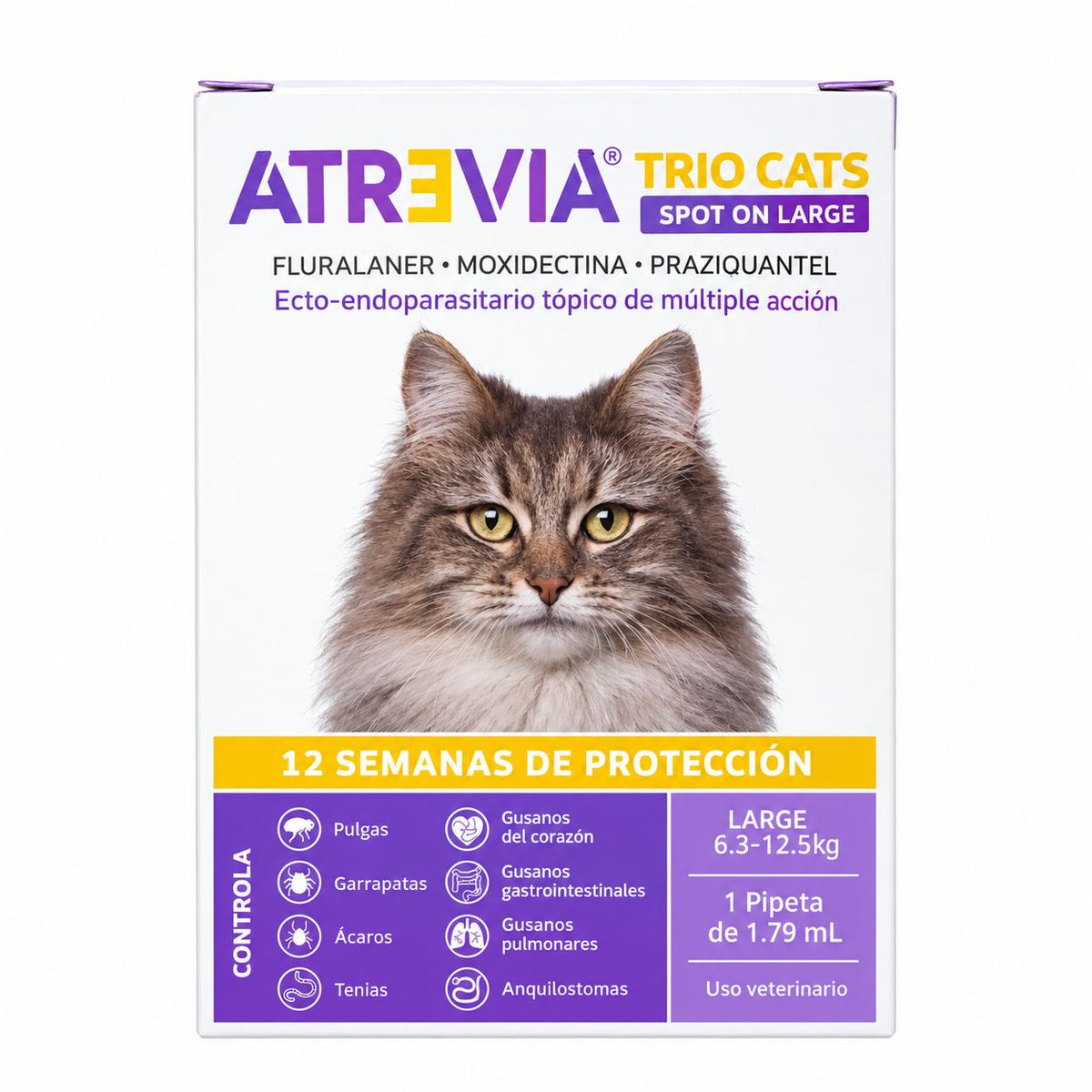 ATREVIA TRIO CATS LARGE (MORADA)